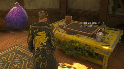 where are the highest quality shriveled figs grown hogwarts